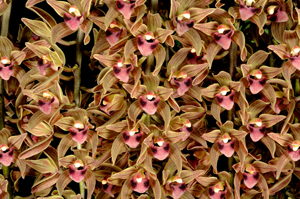 Cymbidium devonianum Sycamore Creek CCE/AOS 90 pts.